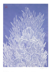 IRIS SCHWERTLILIE