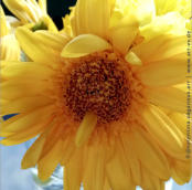 "BLUMEN" | 