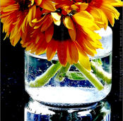"BLUMEN" | 