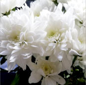 "BLUMEN" | 