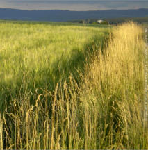 "LANDSCHAFTEN" | 