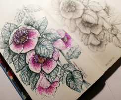 "LENZROSEN" | Bleistift, Fineliner | 12 x 21 cm | 2020