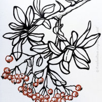 "Skimmia japonica-Olympic Flame" | Skizze-03 | 2019