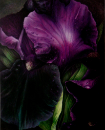 IRIS-02