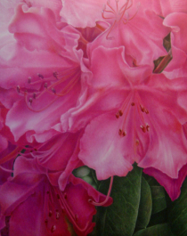 RHODODENDRON