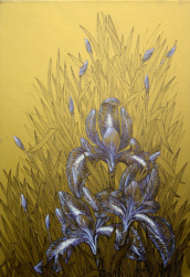 "BLUMEN" 05 "CHRYSANTHEMEN" Zeichnung Bleistift, Buntstifte 30 x 30 cm 22.07.2020