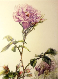  „Rosen-01“ | Bleistift, Buntstiften | Papier Hahnemühle 190 g | 210 x 29,7 cm | 2019