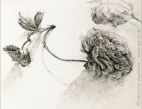 "GETROCKNETE BLUMEN" | ROSEN | Zeichnung | Bleistift auf Papier | 15 x 20 cm | 29.09.2019