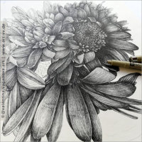 "BLUMEN" 04 "CHRYSANTHEMEN" Zeichnung Fineliner 30 x 30 cm 10.07.2020