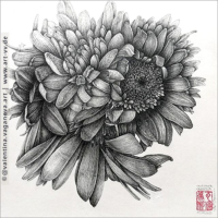 "BLUMEN" 04 "CHRYSANTHEMEN" Zeichnung Fineliner 30 x 30 cm 10.07.2020
