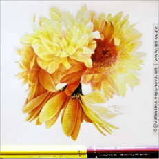 "BLUMEN" 05 "CHRYSANTHEMEN" Zeichnung Bleistift, Buntstifte 30 x 30 cm 22.07.2020